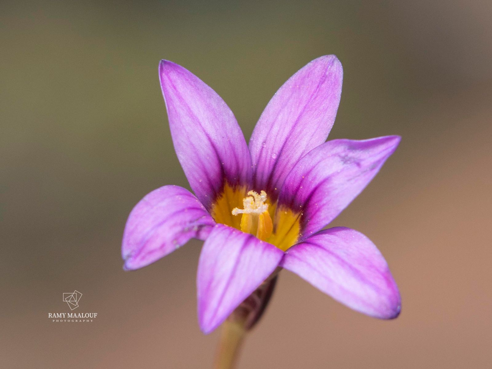 في يوم الأنواع المهددة بالانقراض... جردة لأنواع متوطنة في لبنان